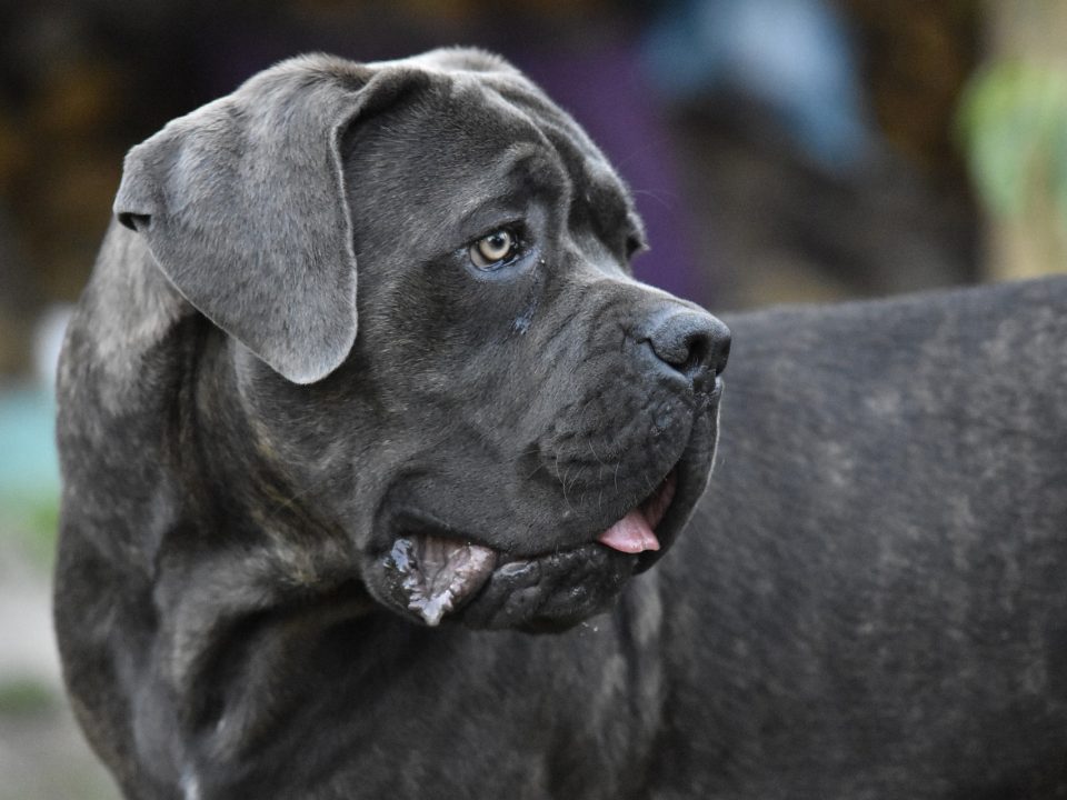 Mastiff