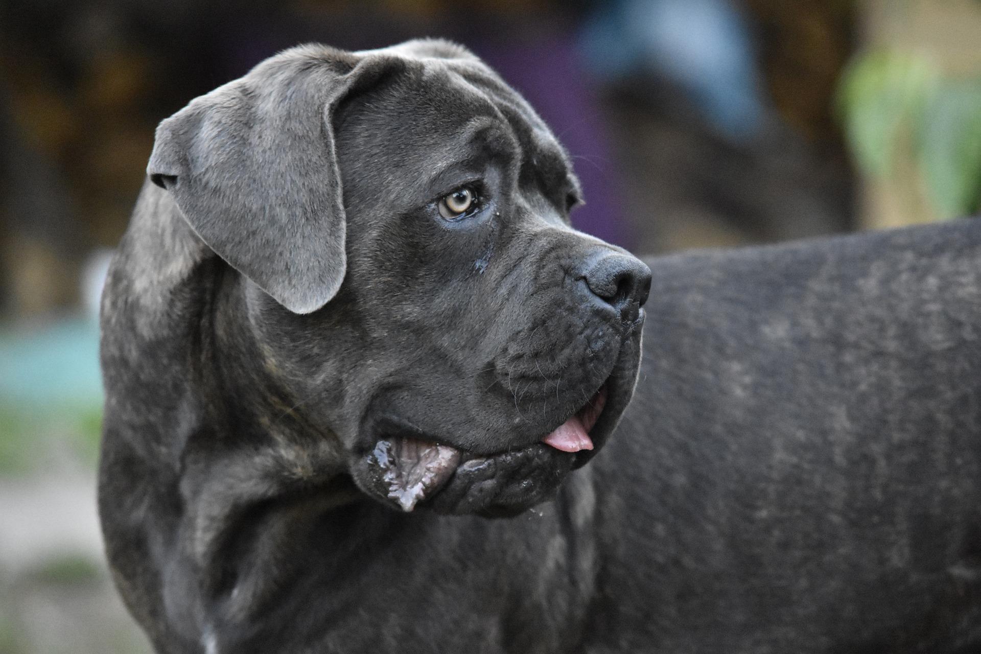 Weekendtas oriëntatie Bemiddelen Mastiff | Karakter | Verzorging | Hondenrassen | De Nieuwe Hond