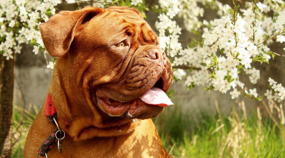 domste hondenrassen - Mastiff