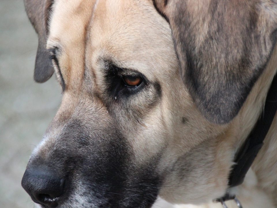 Mastino Napoletano