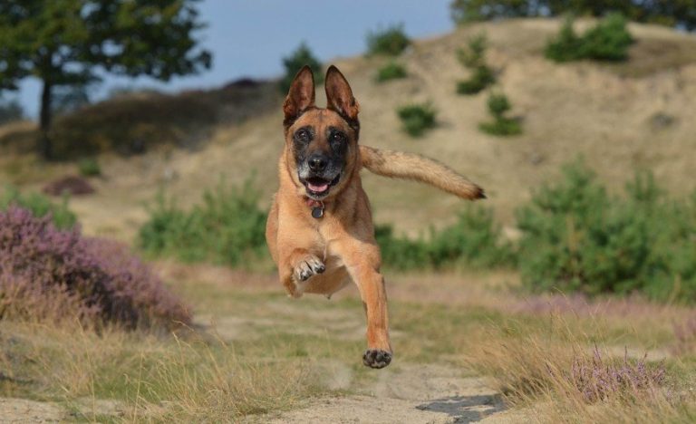 Lijst Van Belgische Hondenrassen De Nieuwe Hond lijst-van-belgische-hondenrassen-de-nieuwe-hond