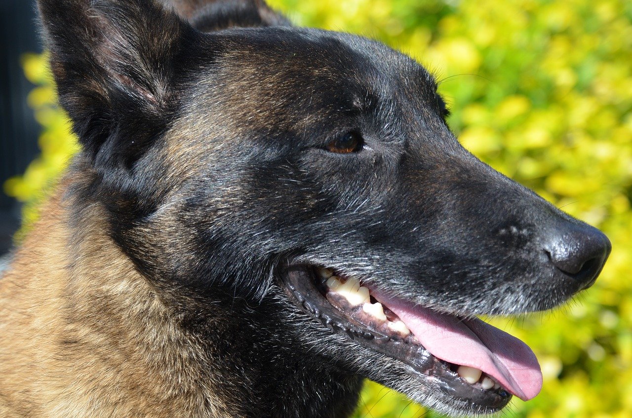 aangrenzend In dienst nemen Toneelschrijver Mechelse Herdershond | Karakter | Verzorging | Hondenrassen | De Nieuwe Hond