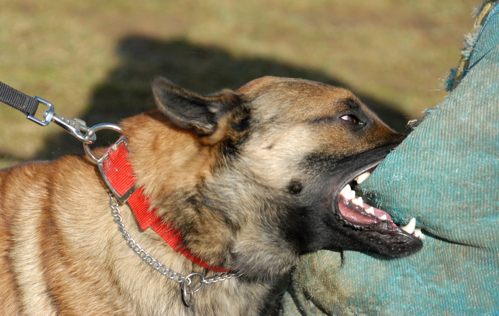 Mechelse Herdershond politiehond pakwerk hondenschool