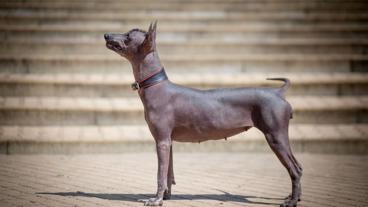 Mexicaanse naakthond of Xoloitzcuintle Depositphotos_182157568_S