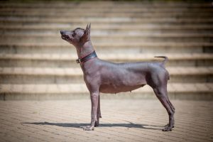 Mexicaanse naakthond of Xoloitzcuintle Depositphotos_182157568_S