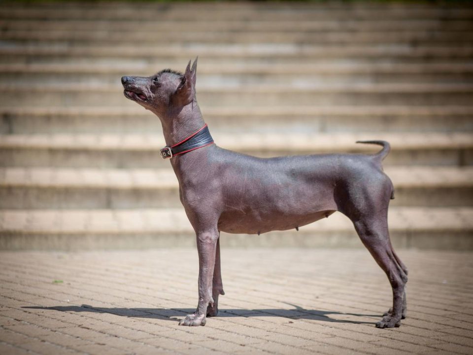 Mexicaanse naakthond of Xoloitzcuintle Depositphotos_182157568_S