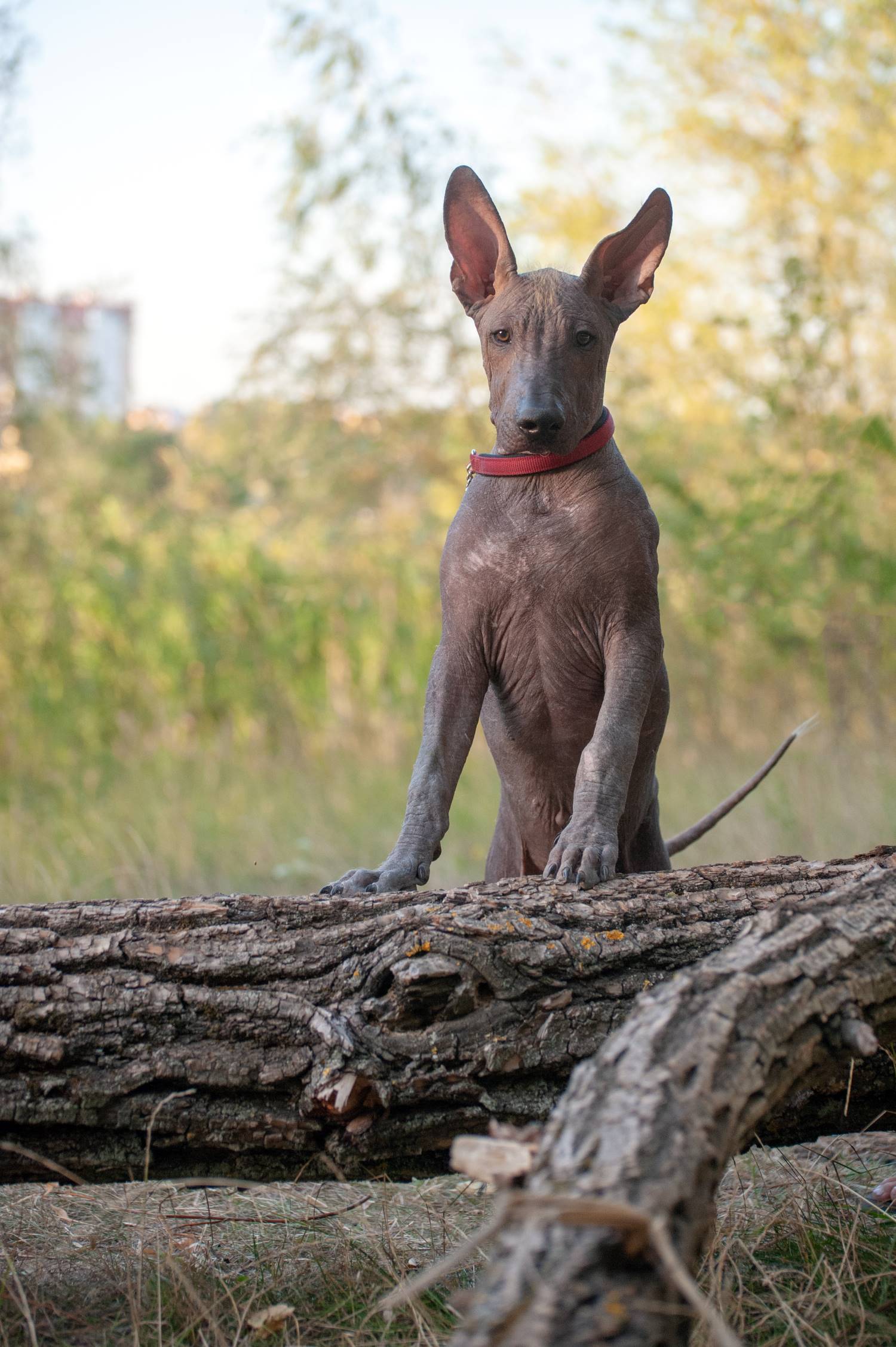 Mexicaanse naakthond of Xoloitzcuintle Depositphotos_223449030_S