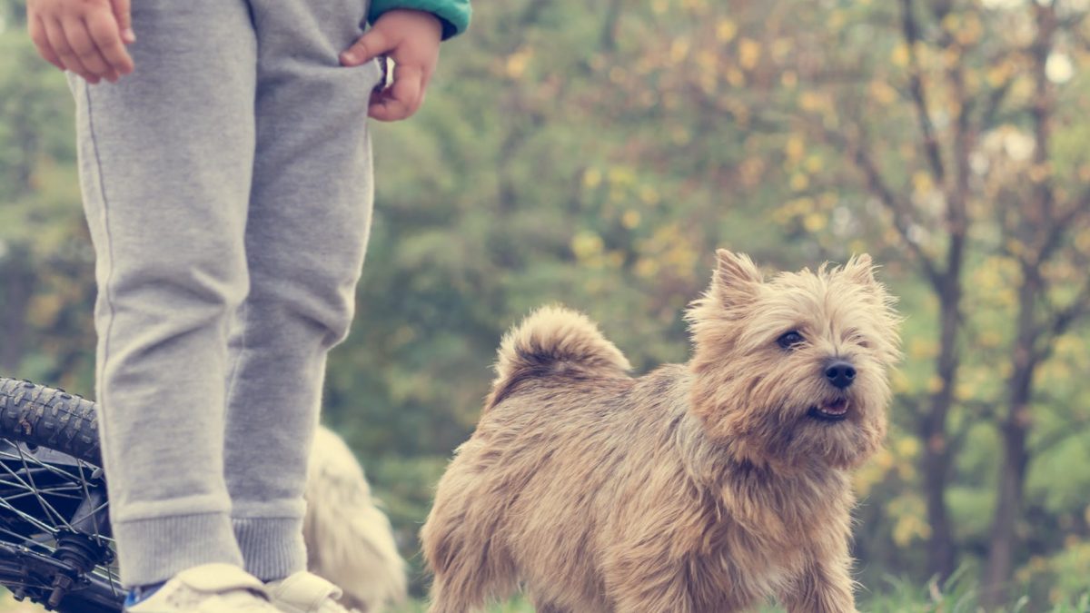 Norfolk en Norwich Terrier