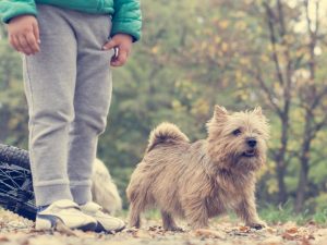 Norfolk en Norwich Terrier