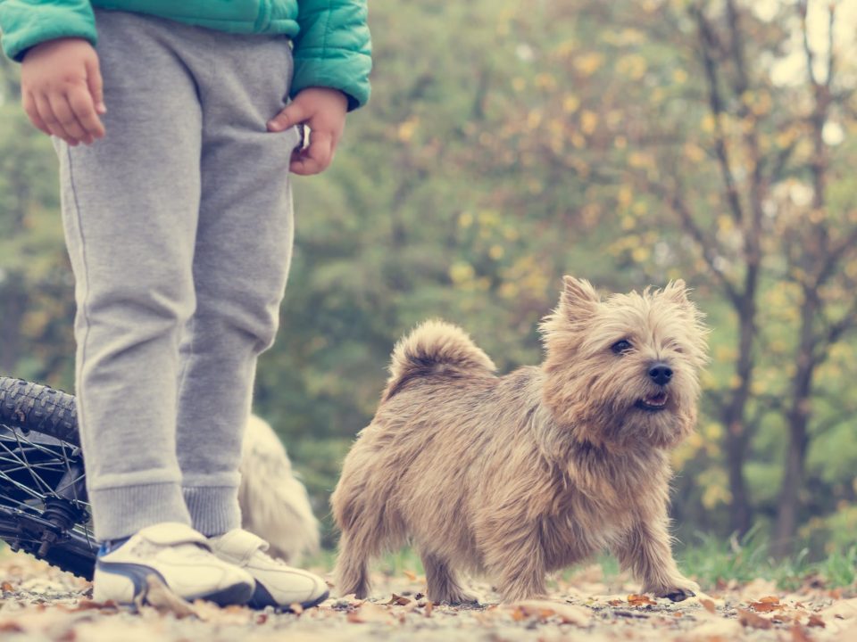 Norfolk en Norwich Terrier