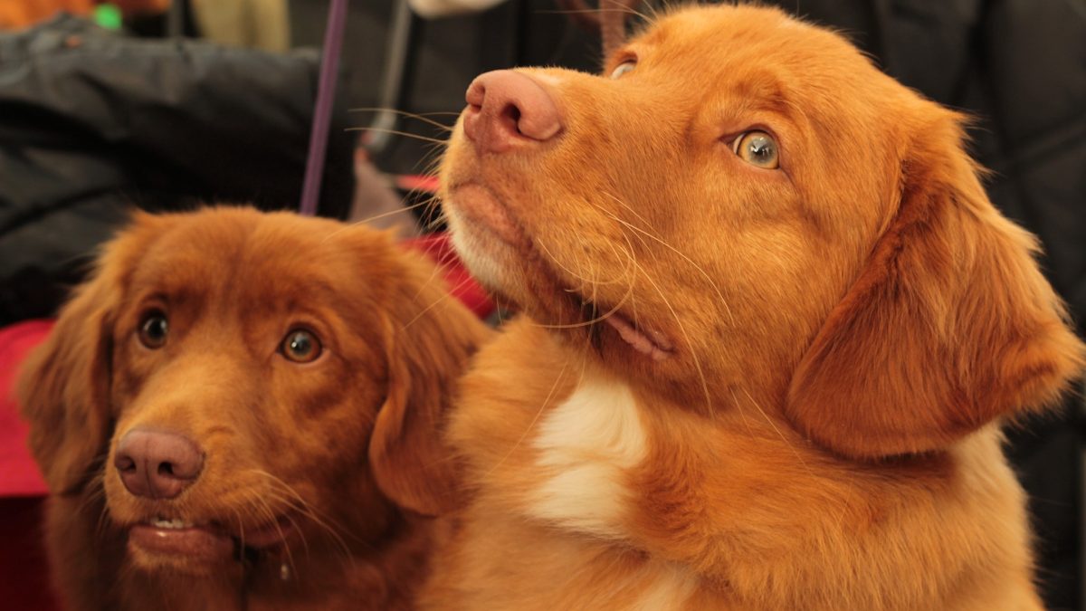 Nova Scotia Duck Tolling Retriever