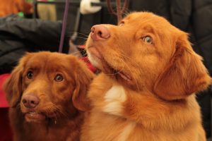 Nova Scotia Duck Tolling Retriever