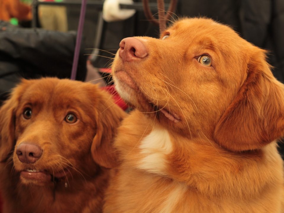 Nova Scotia Duck Tolling Retriever