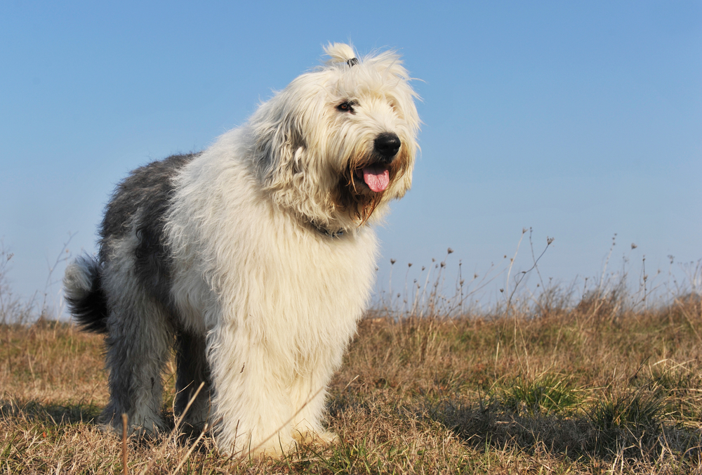 Old English sheepdog of Bobtail