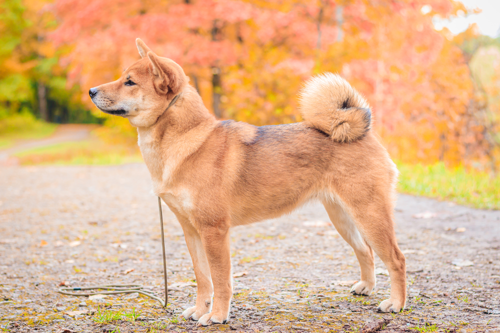 Opvoeding van de Akta Inu Depositphotos_314431558_S Shiba dog on a walk in the autumn park. Beautiful fluffy dog. . Dog for a walk