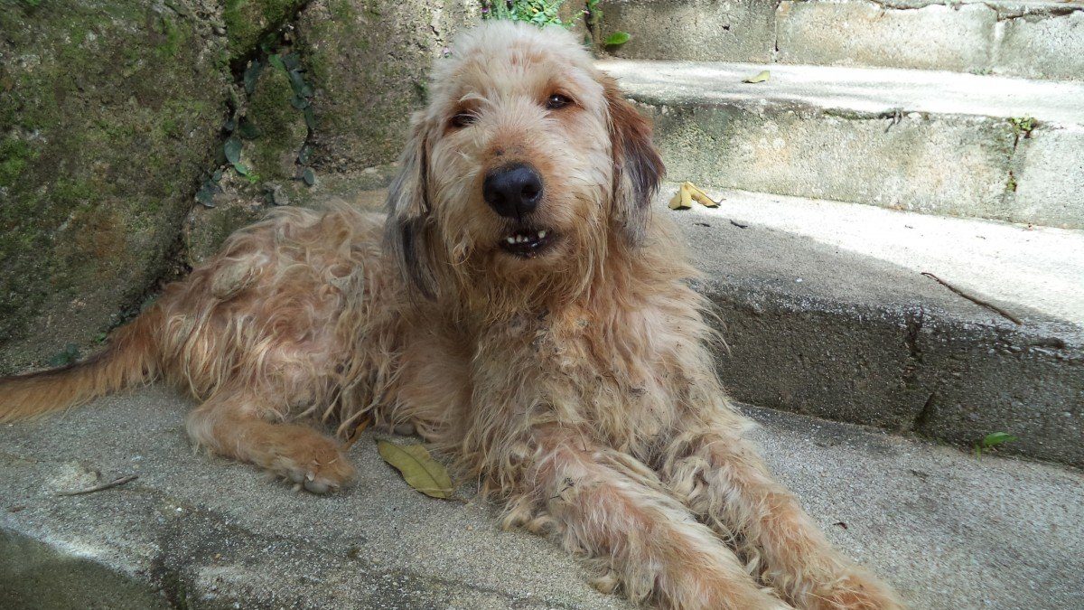 Otterhound