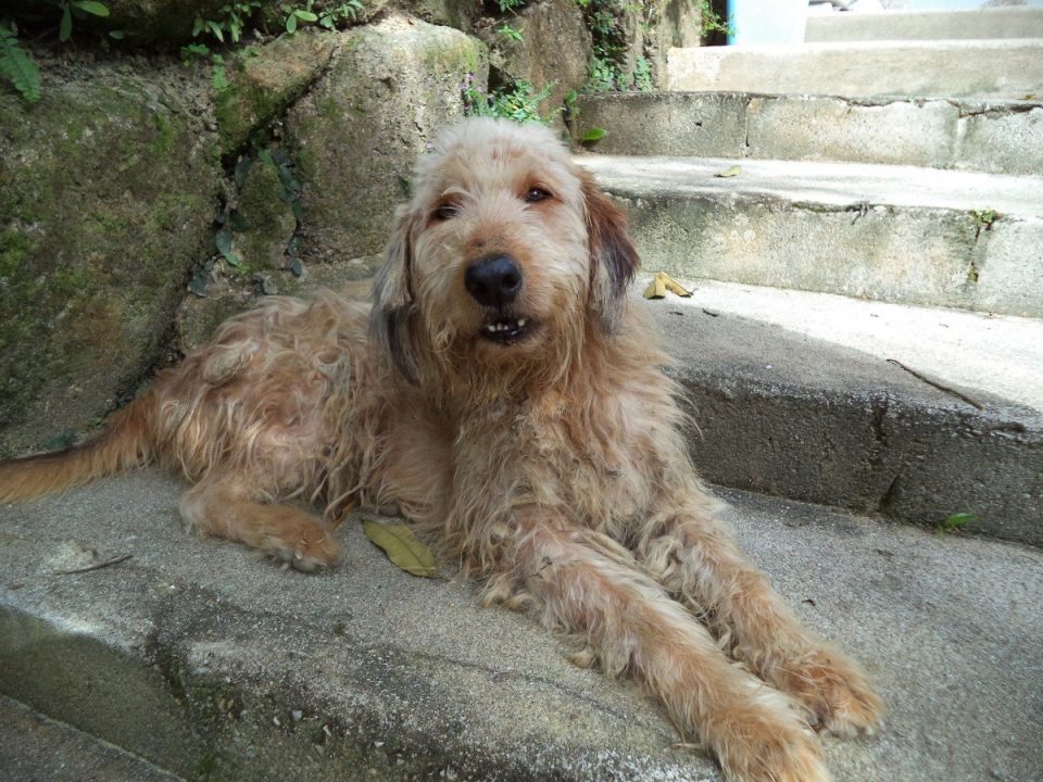 Otterhound