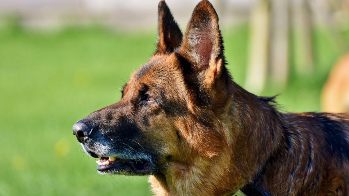 Wonderbaar Oud Duitse Herdershond | Karakter | Verzorging | Hondenrassen | De SJ-11