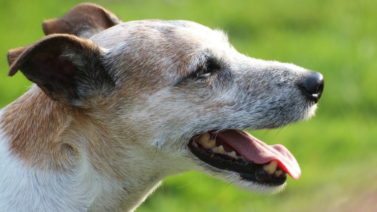 Parson Russell Terrier