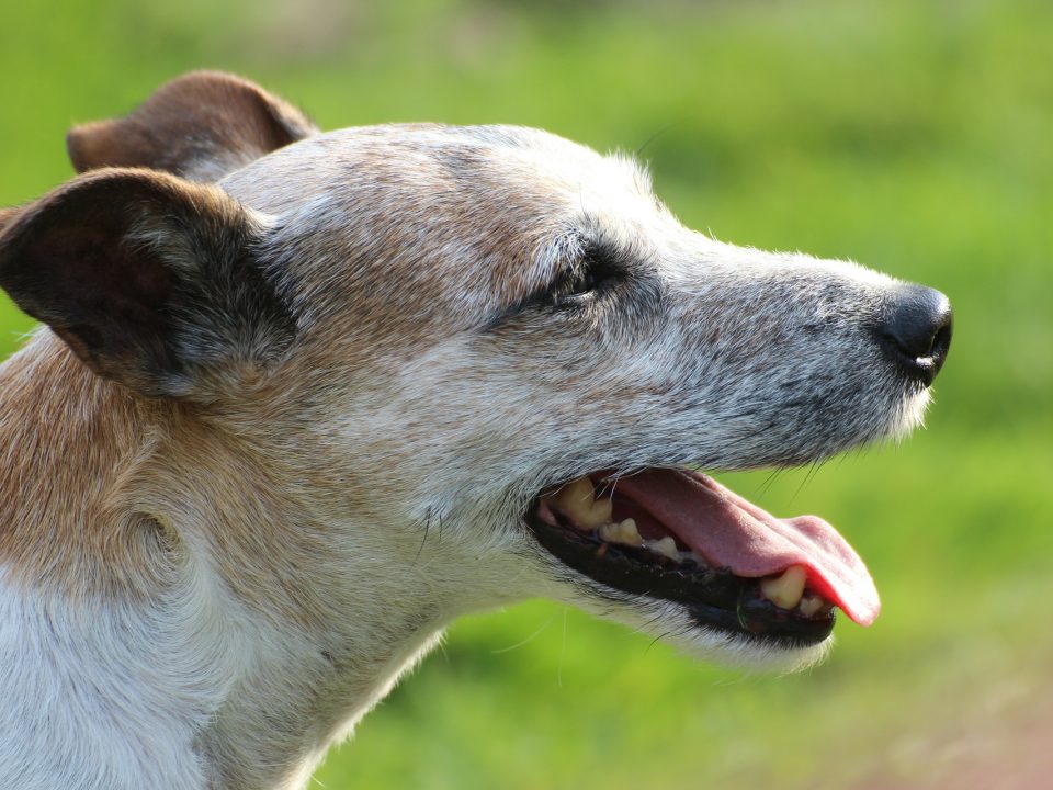 Parson Russell Terrier