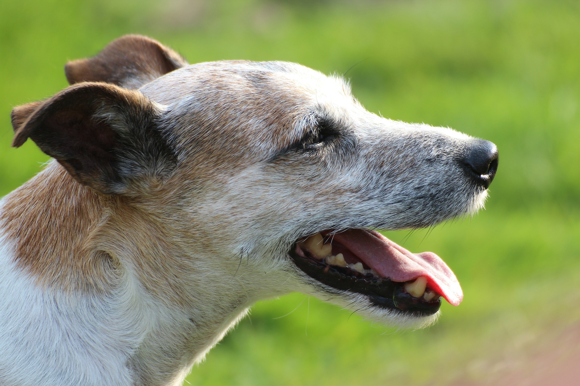 Parson Russell Terrier