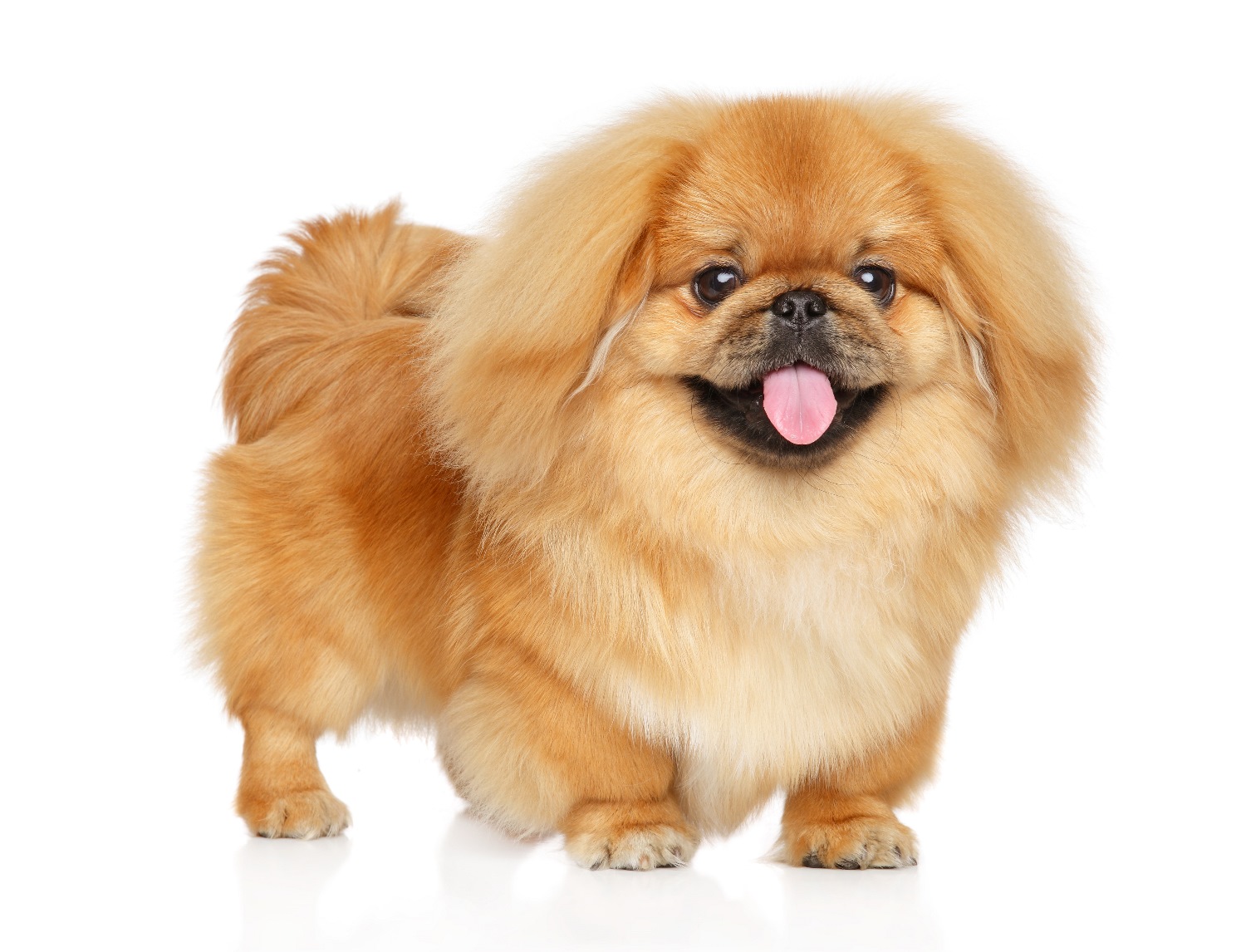 Happy Pekingese dog Pekinees-Depositphotos_274261982_S