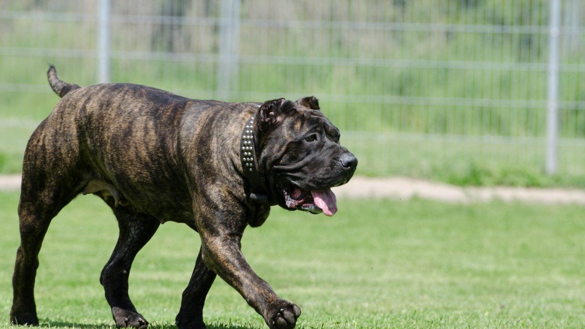 Perro de Presa Canario