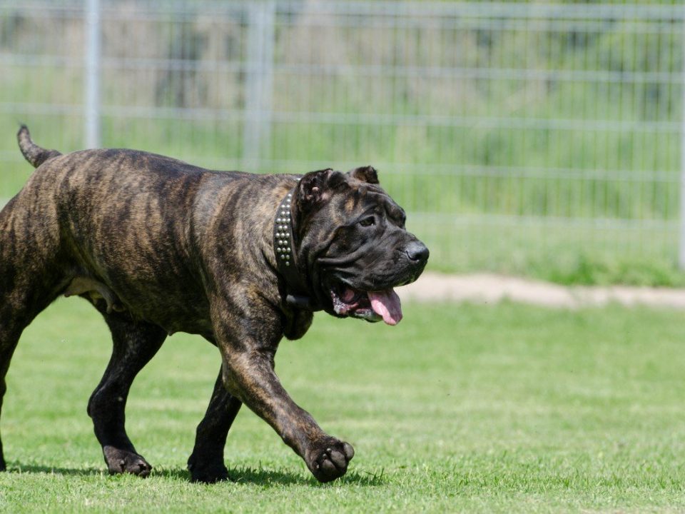 Perro de Presa Canario