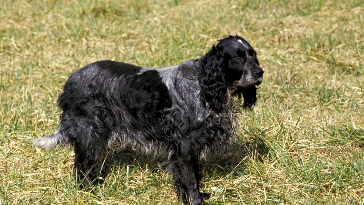 Picardische Herder - Epagneul Bleu de Picardie Depositphotos_350768588_S