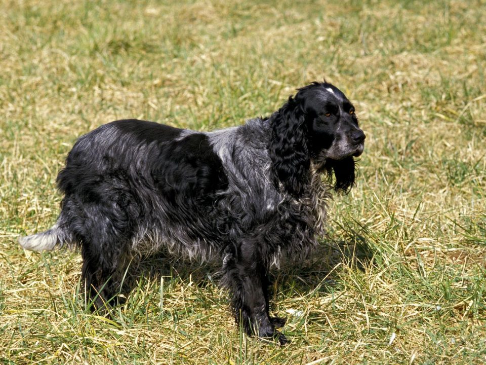 Picardische Herder - Epagneul Bleu de Picardie Depositphotos_350768588_S