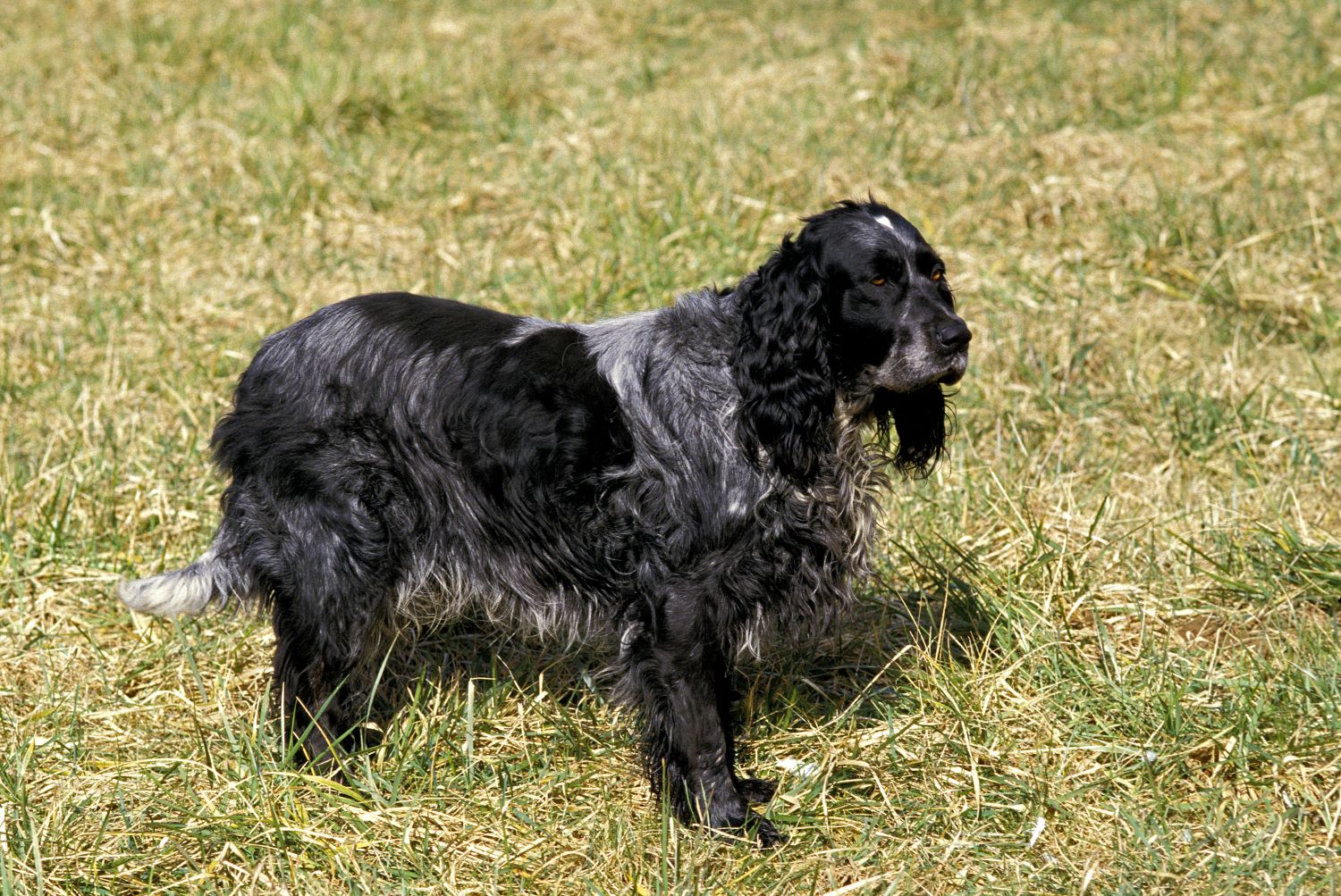 Franse hondenrassen - Picardische Herder - Epagneul Bleu de Picardie Depositphotos_350768588_S