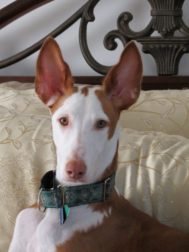 Podenco Ibicenco