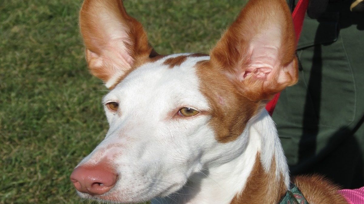 Podenco Ibicenco