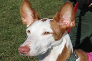 Podenco Ibicenco