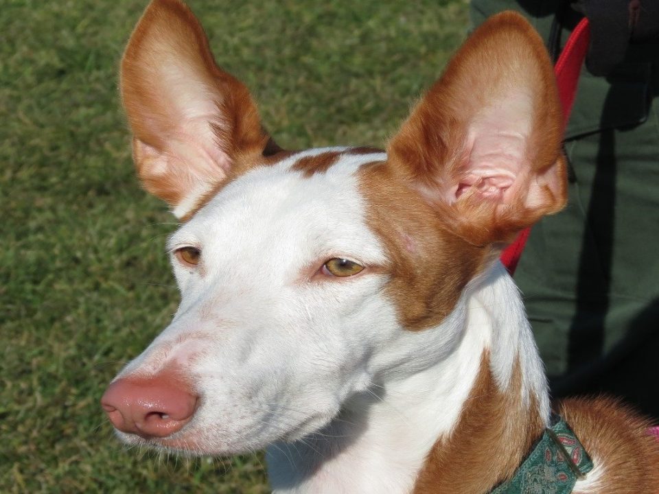 Podenco Ibicenco