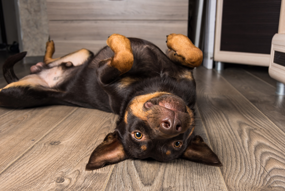 Puppy Australische Kelpie Depositphotos_220007944_S