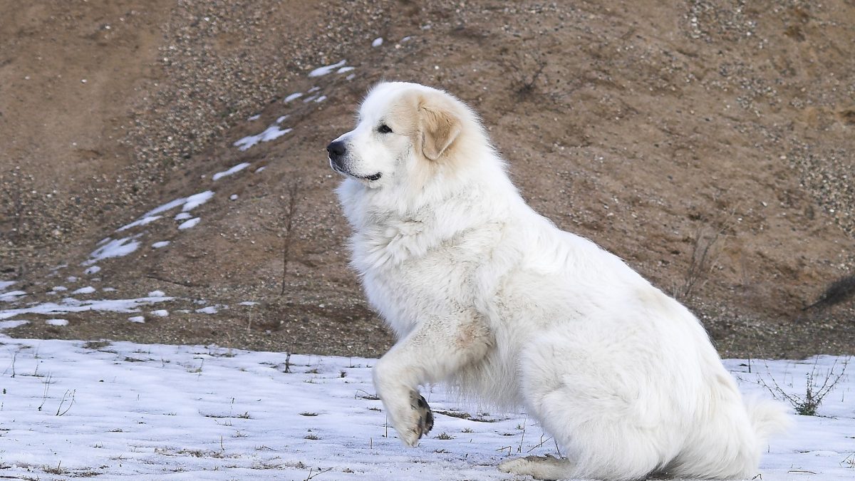 Pyreneese Berghond