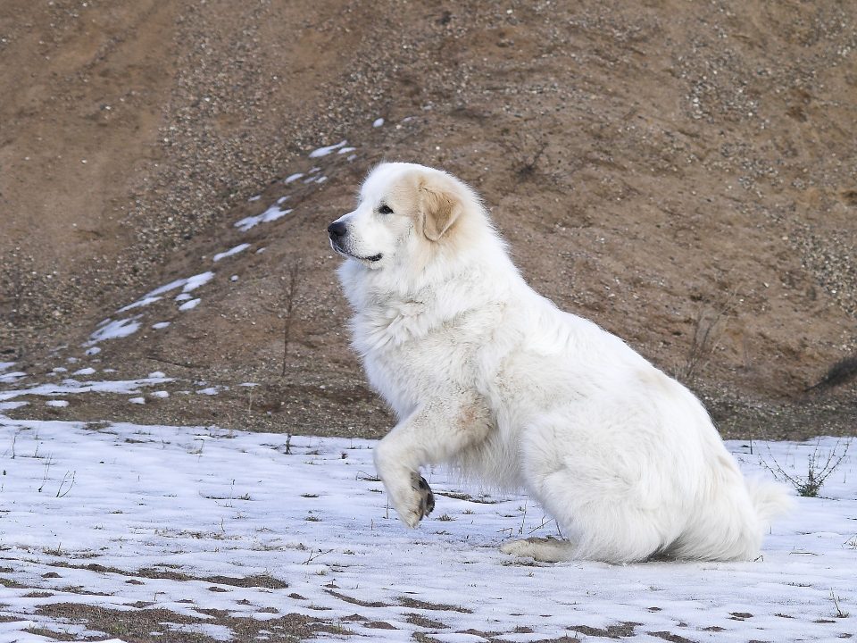 Pyreneese Berghond