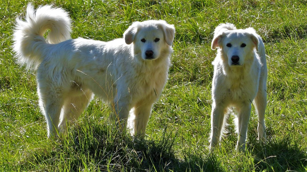 Pyreneese herdershond