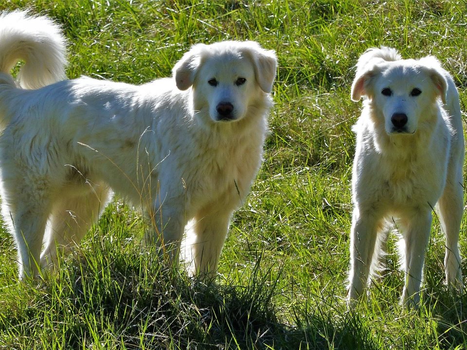 Pyreneese herdershond