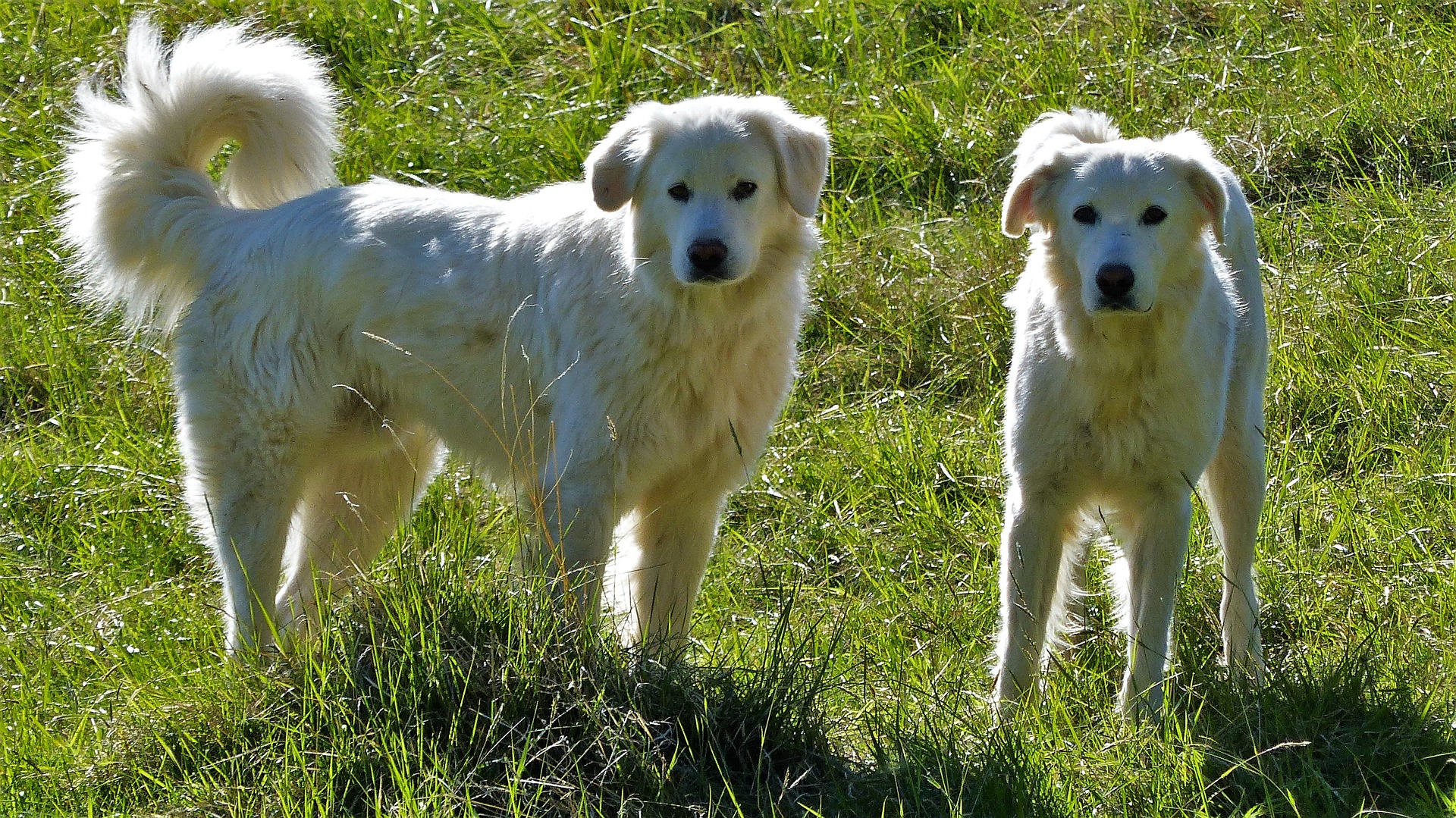 Spaanse hondenrassen - Pyreneese herdershond