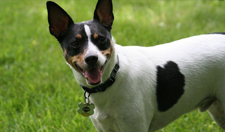 Rat Terrier behoort tot de 10 vlugste hondenrassen ter wereld