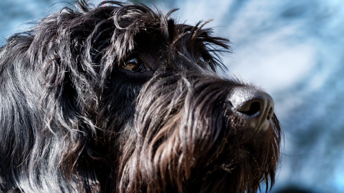 Riesenschnauzer