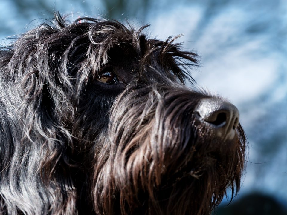 Riesenschnauzer