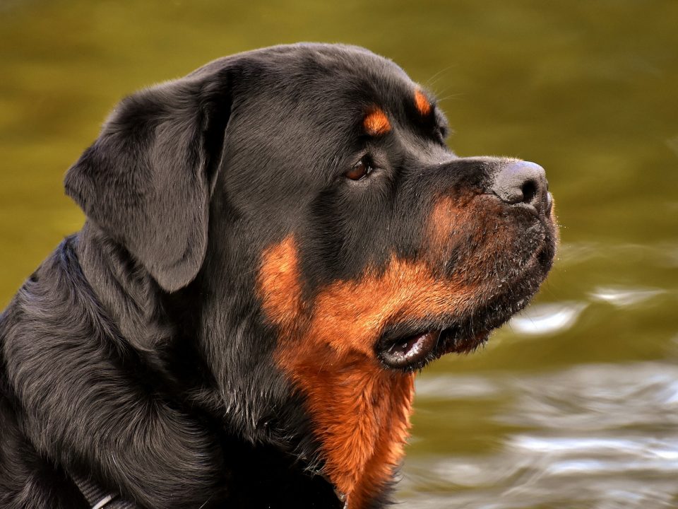 Rottweiler