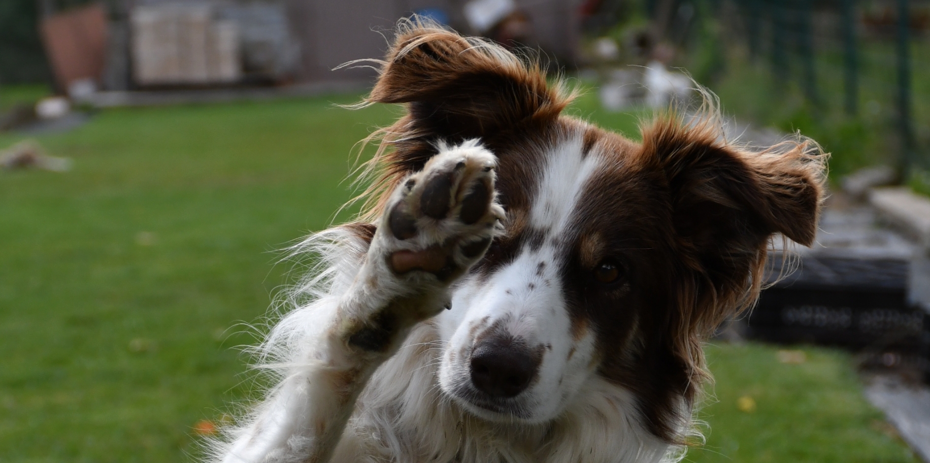 Border Collie