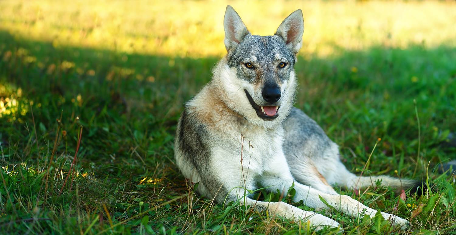 Nederlandse hondenrassen - Saarloos wolfhond Depositphotos_113170458_S