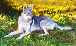 aarloos wolfhond Depositphotos_116921432_S