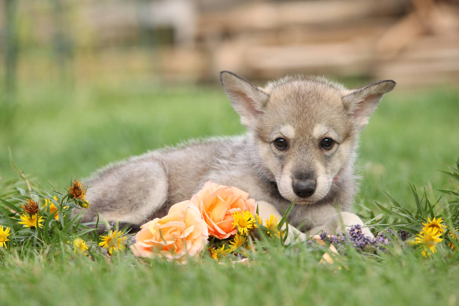 Saarloos wolfhond Depositphotos_211758968_S