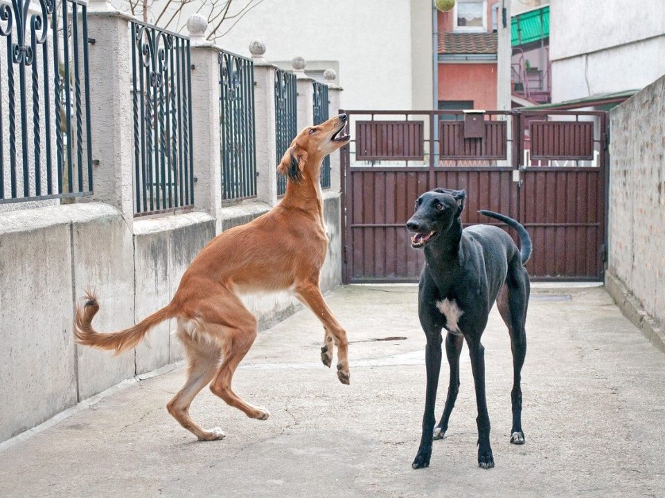 Saluki